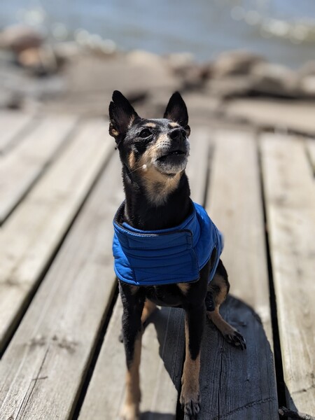 Entry image for Morgan . Clicking this image will show a larger photo