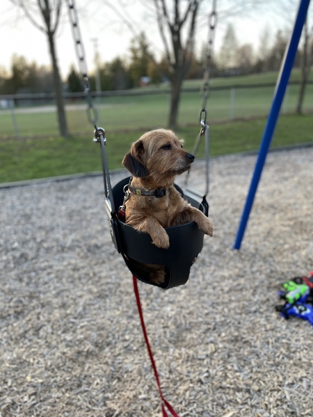 Entry image for Maple. Clicking this image will show a larger photo