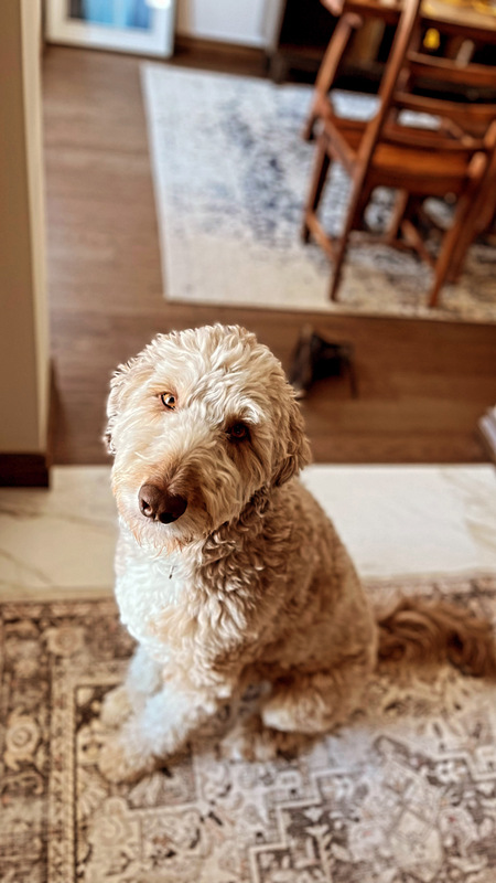 Entry image for Levi. Clicking this image will show a larger photo