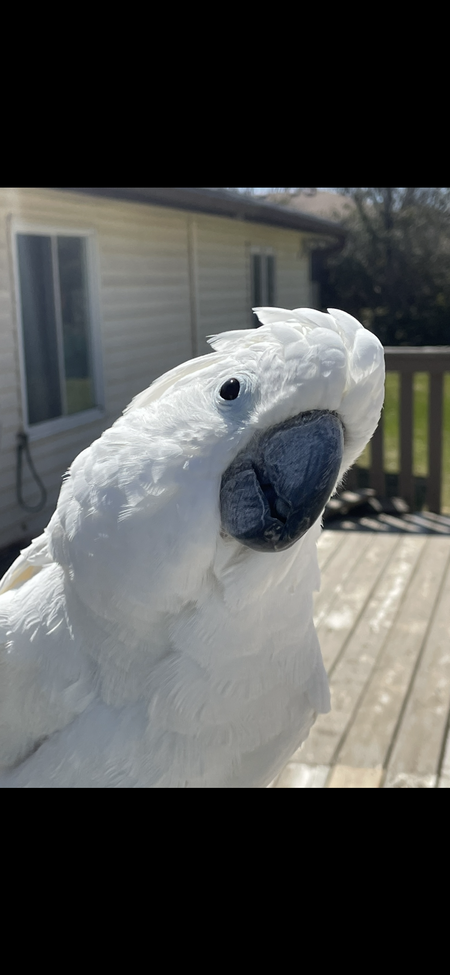 Entry image for Sasha. Clicking this image will show a larger photo