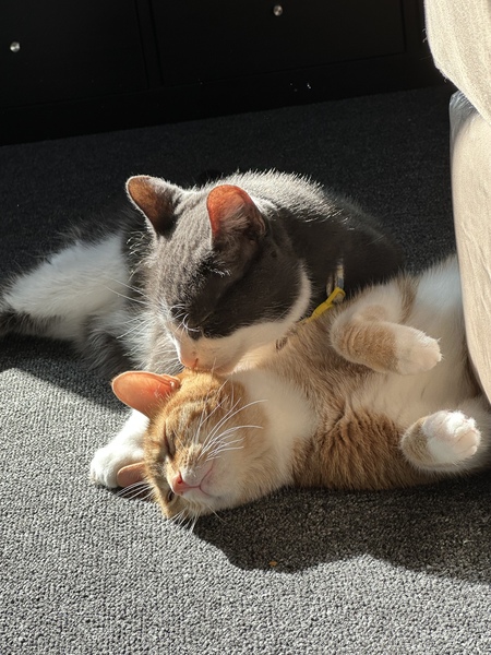 Entry image for Boots and zoey. Clicking this image will show a larger photo