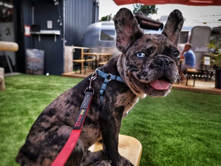 Entry image for Enzo. Clicking this image will show a larger photo