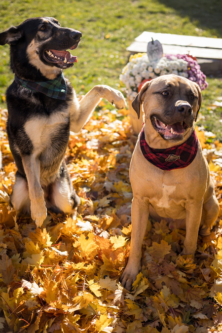 Entry image for Lennon and Gunner . Clicking this image will show a larger photo