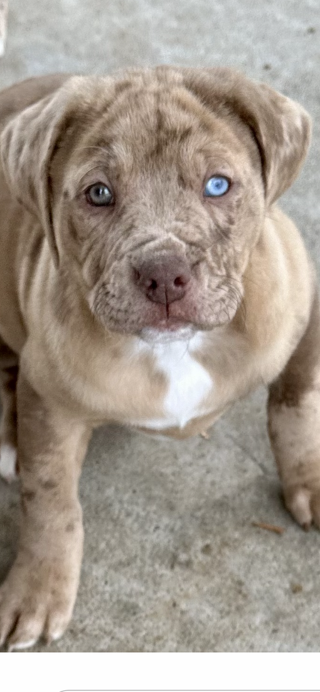 Entry image for Indy. Clicking this image will show a larger photo