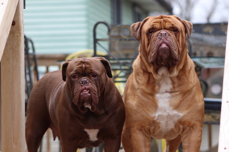 Entry image for Wyatt and Josie . Clicking this image will show a larger photo