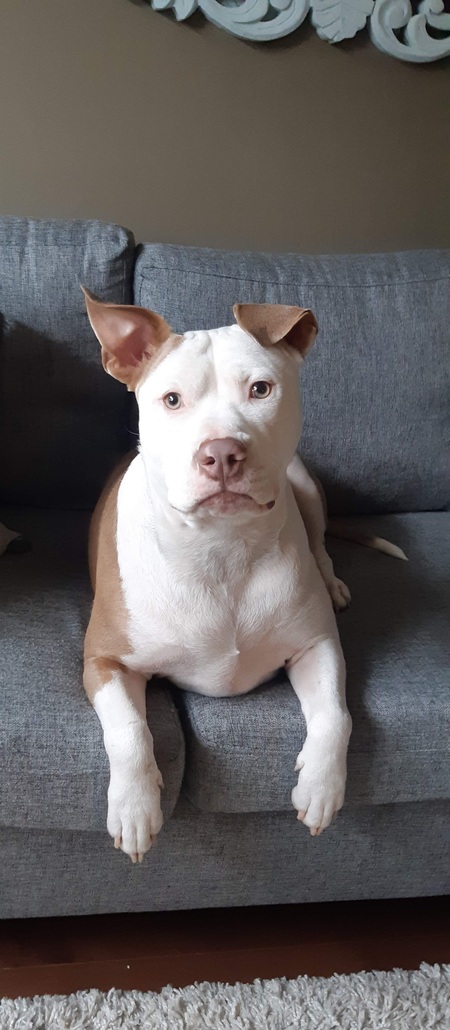 Entry image for Tonka. Clicking this image will show a larger photo