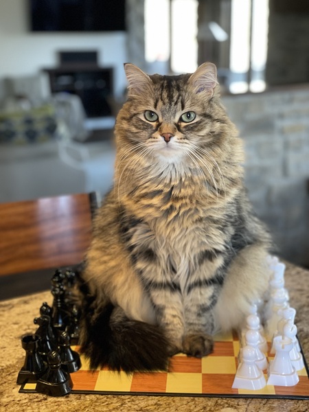 Entry image for Boris . Clicking this image will show a larger photo