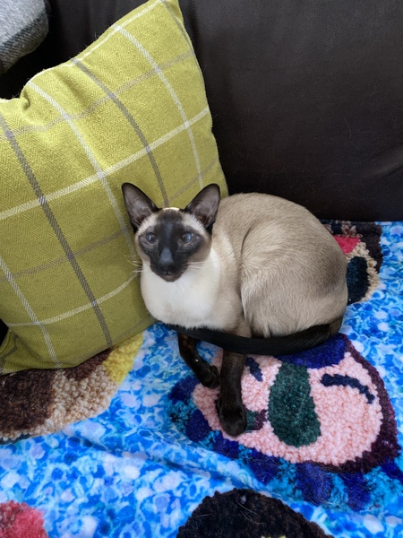 Entry image for Myrtle . Clicking this image will show a larger photo