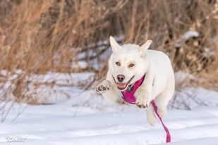 Entry image for Wanda. Clicking this image will show a larger photo