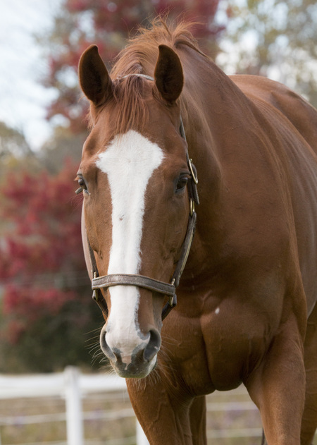 Entry image for Gryphon's Brew (Gryphon). Clicking this image will show a larger photo