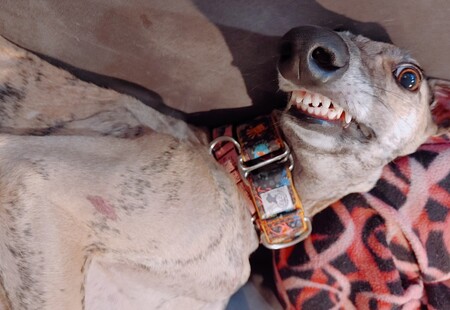 Entry image for Eleonora. Clicking this image will show a larger photo