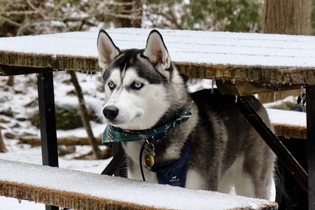 Entry image for Eska. Clicking this image will show a larger photo