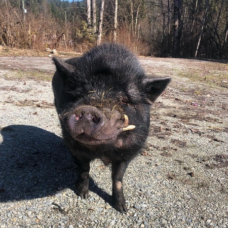 Entry image for Winston. Clicking this image will show a larger photo