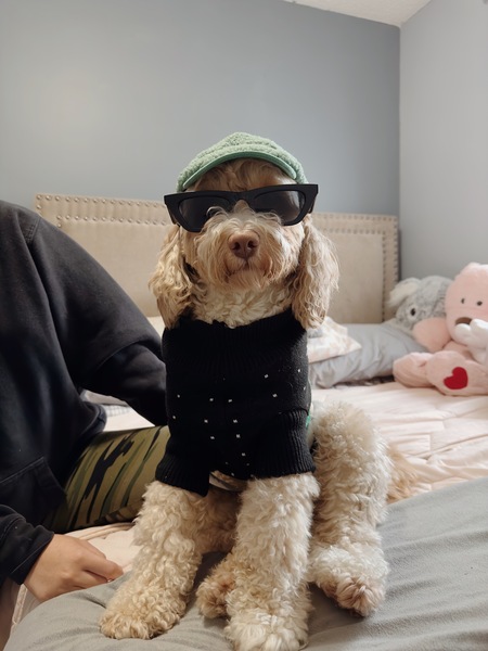 Entry image for Cody. Clicking this image will show a larger photo