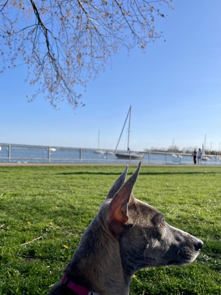 Entry image for Sophia Loren. Clicking this image will show a larger photo