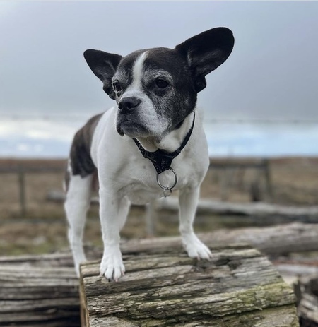 Entry image for Shorty. Clicking this image will show a larger photo