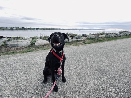 Entry image for Tan. Clicking this image will show a larger photo