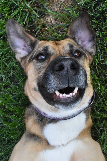 Entry image for Scout. Clicking this image will show a larger photo