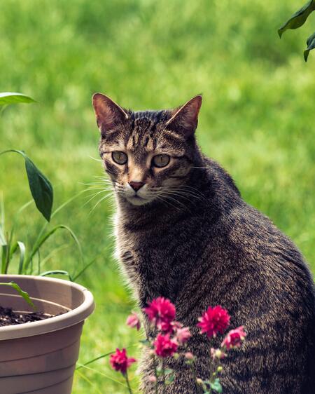 Entry image for Toby. Clicking this image will show a larger photo