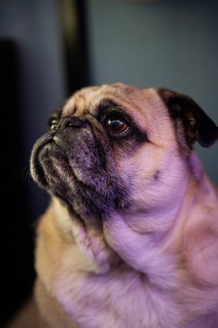 Entry image for Pickles. Clicking this image will show a larger photo