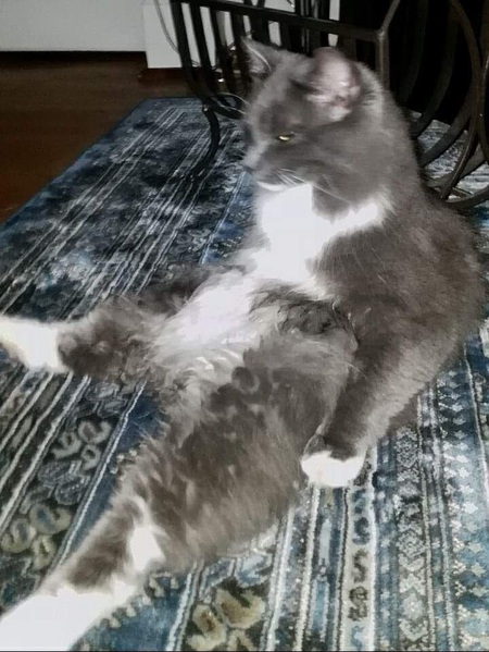 Entry image for Boomer. Clicking this image will show a larger photo