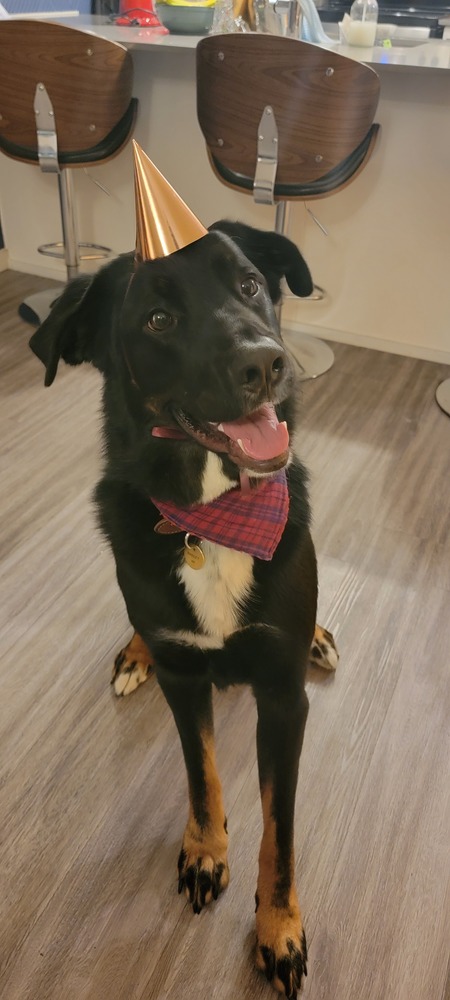 Entry image for Farley. Clicking this image will show a larger photo