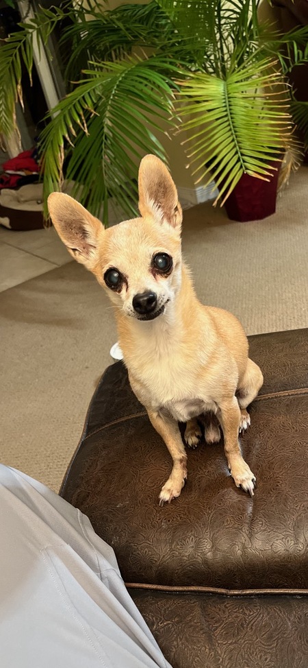 Entry image for Paco. Clicking this image will show a larger photo