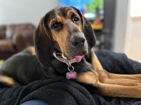 Entry image for Luna. Clicking this image will show a larger photo