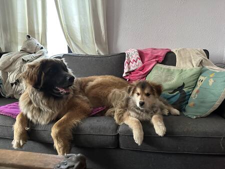 Entry image for Luna & Lili. Clicking this image will show a larger photo