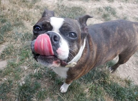 Entry image for Millie. Clicking this image will show a larger photo