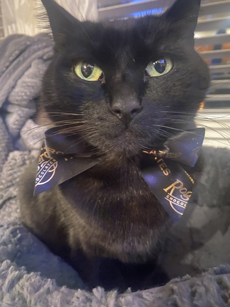 Entry image for Finn. Clicking this image will show a larger photo