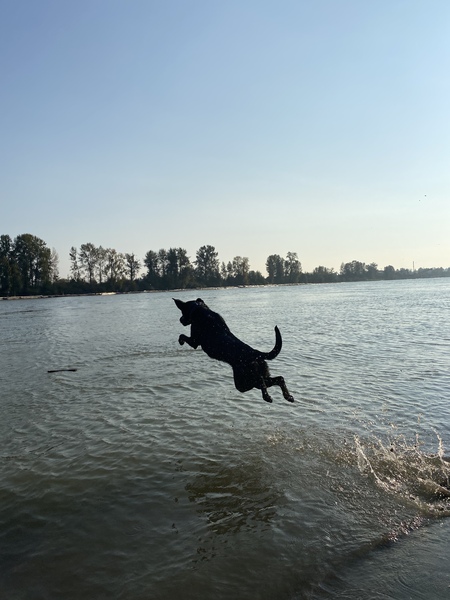 Entry image for Kona. Clicking this image will show a larger photo