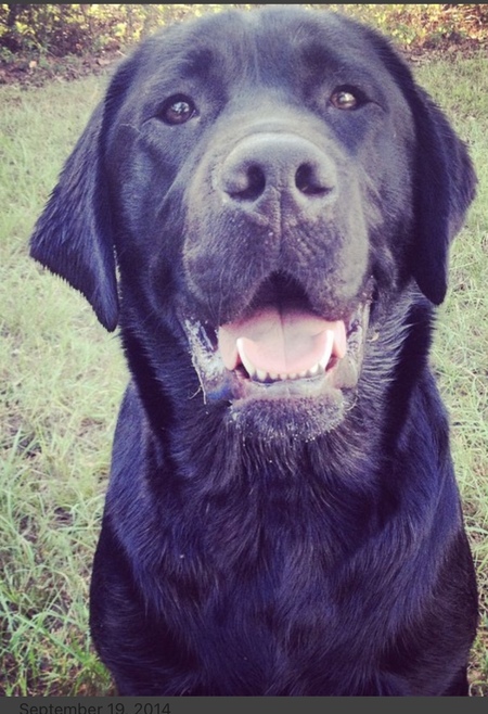 Entry image for Norm. Clicking this image will show a larger photo