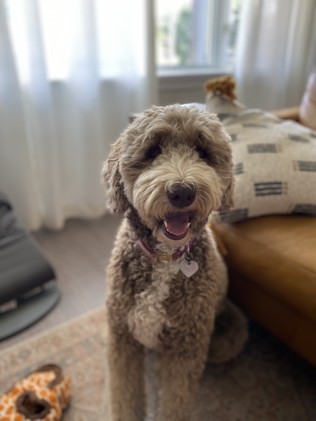 Entry image for Quincy. Clicking this image will show a larger photo