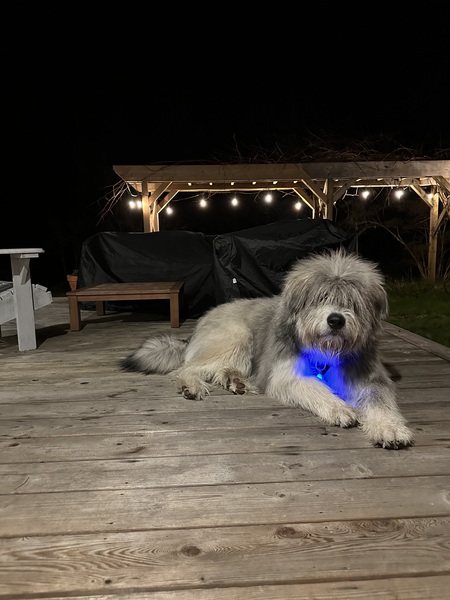 Entry image for Viggo. Clicking this image will show a larger photo