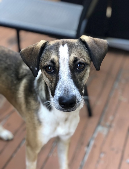 Entry image for Milly. Clicking this image will show a larger photo