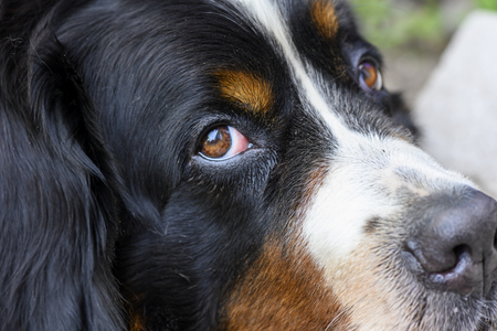 Entry image for Maggie. Clicking this image will show a larger photo