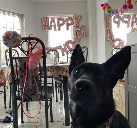 Entry image for Pepper . Clicking this image will show a larger photo