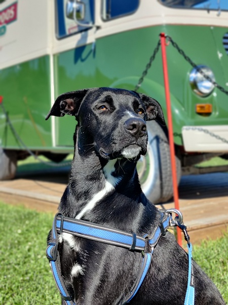 Entry image for Jasper. Clicking this image will show a larger photo