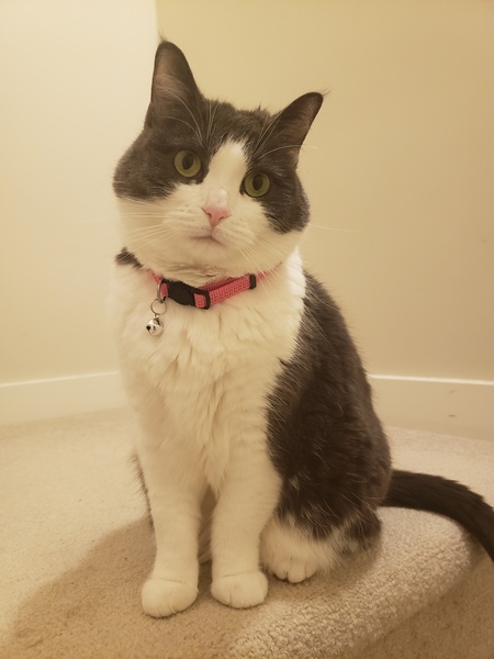 Entry image for Pepe. Clicking this image will show a larger photo