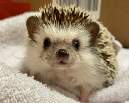 Entry image for Mortimer . Clicking this image will show a larger photo