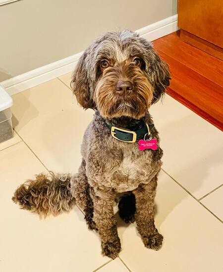 Entry image for Bella. Clicking this image will show a larger photo