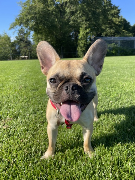 Entry image for Harlem. Clicking this image will show a larger photo