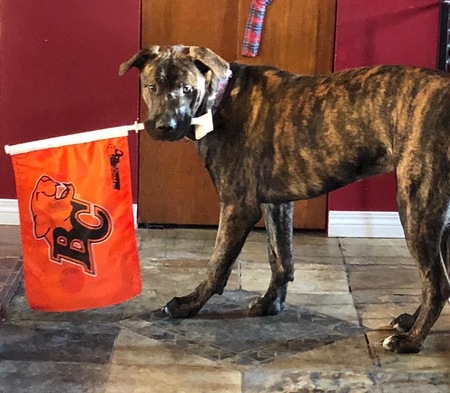 Entry image for Ducky. Clicking this image will show a larger photo