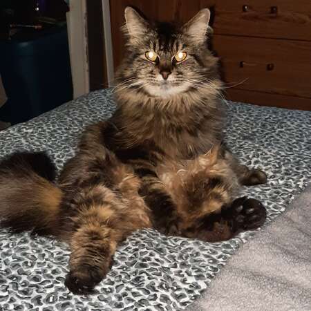 Entry image for Little Bo Peep. Clicking this image will show a larger photo