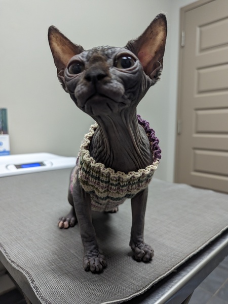 Entry image for Bast. Clicking this image will show a larger photo