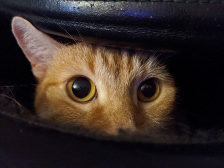 Entry image for Moose. Clicking this image will show a larger photo