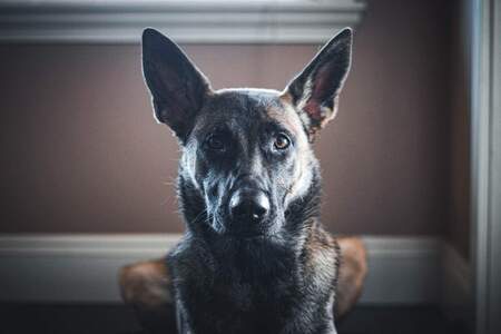 Entry image for Aggie. Clicking this image will show a larger photo