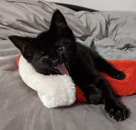 Entry image for Milo. Clicking this image will show a larger photo