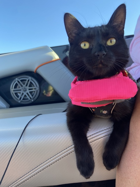 Entry image for Matilda. Clicking this image will show a larger photo